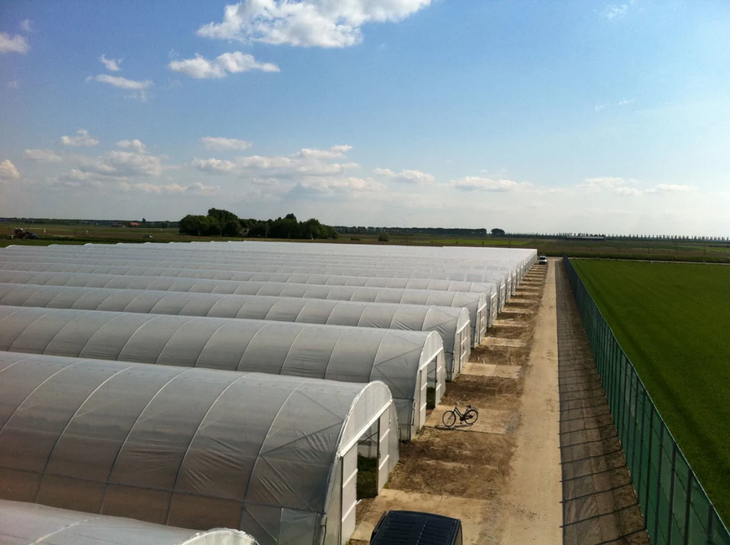 Low Cost Single Span Plastic Tunnel Greenhouse for Vegetables